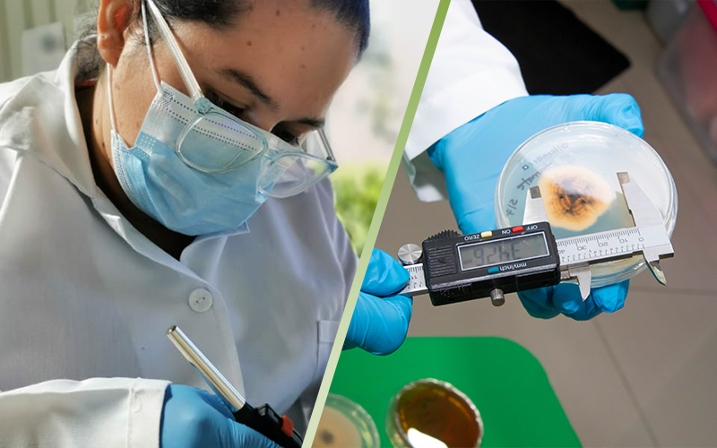 Ensayos in vitro